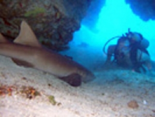 Buceando con tiburones